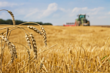 Пакистан в текущем сельхозгоду поставит рекорд по урожаю пшеницы